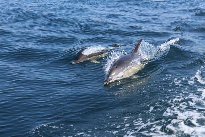Dolphin Watching from Lagos with Marine Biologists - What the Day Looks Like