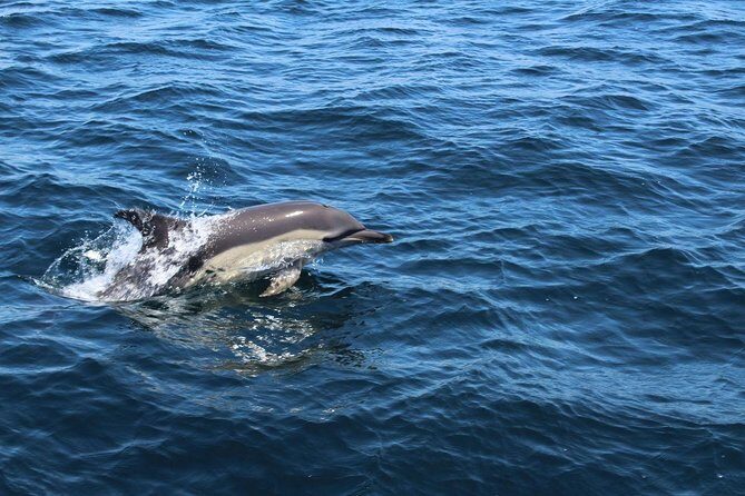 Dolphin Watching from Lagos with Marine Biologists - Value for Money and Booking Tips