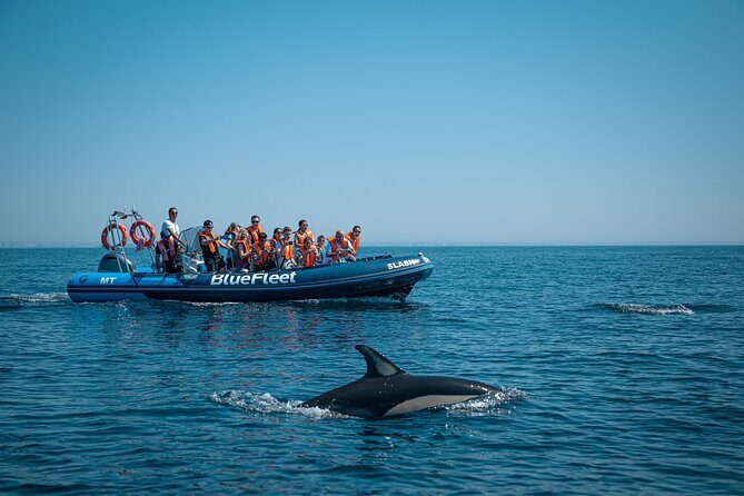 Dolphin Watching from Lagos with Marine Biologists - Final Thoughts