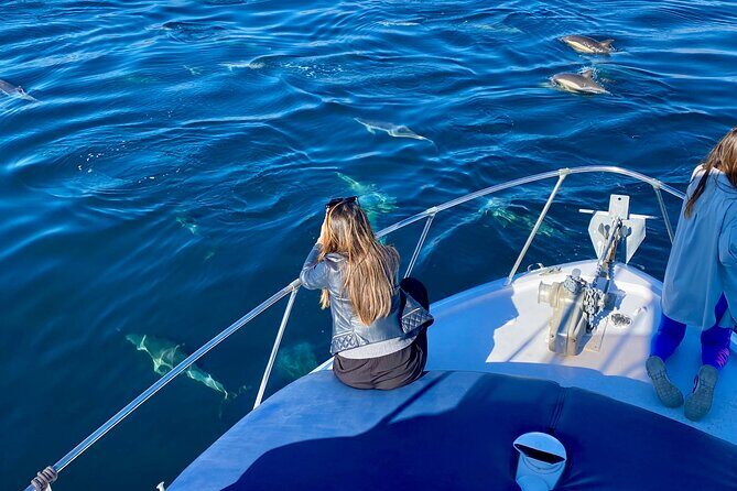 Dolphin Watching in Benalmadena - A Detailed Look at the Dolphin Watching Tour in Benalmadena