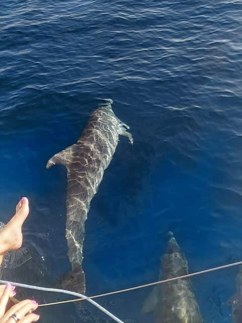 Dolphin watching in Estepona - A Detailed Look at the Dolphin Watching Experience in Estepona