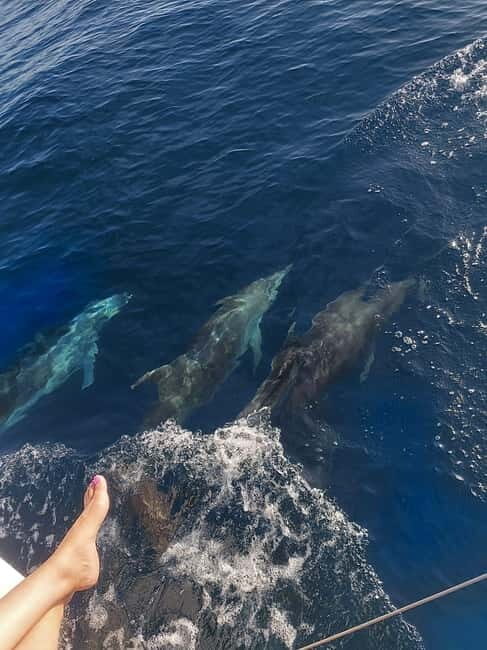 Dolphin watching in Estepona - FAQ