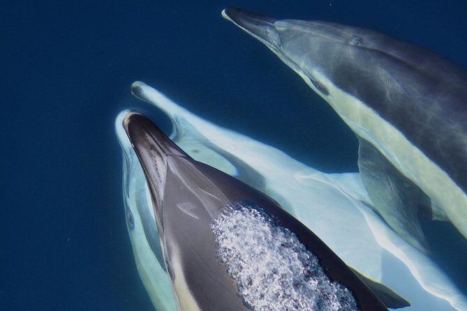 Dolphin Watching in Gibraltar & Fast Track Priority Cable Car - The Itinerary: What to Expect