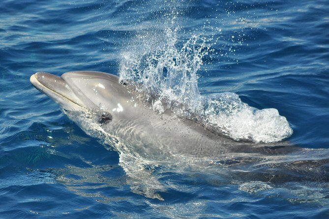 Dolphin Watching in Gibraltar & Fast Track Priority Cable Car - Practical Tips for Your Trip