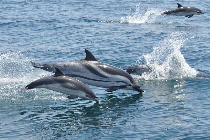 Dolphin Watching in Gibraltar & Fast Track Priority Cable Car - The Sum Up