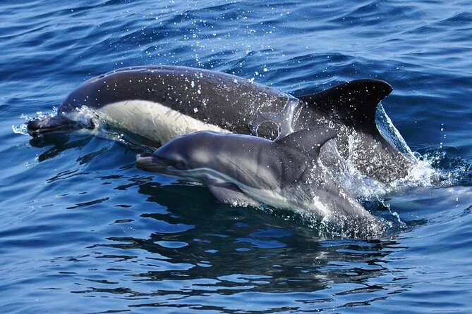 Dolphin Watching in Gibraltar & Fast Track Priority Cable Car - FAQ