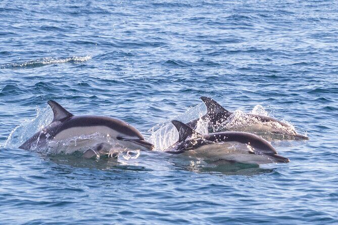 Dolphin Watching in Lisbon - Final Thoughts