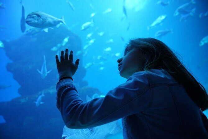 Dolphin Watching in Majorca - FAQ