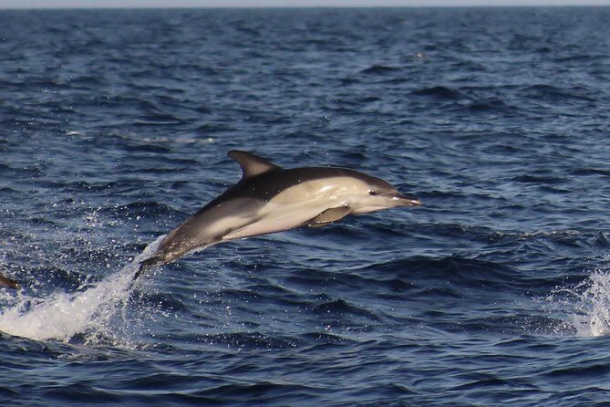 Dolphin-Watching in Marina de Lagos - Who Should Consider This Tour?