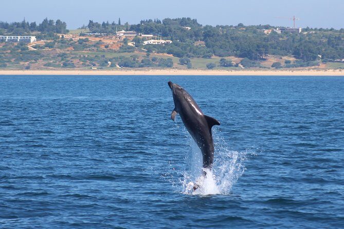 Dolphin-Watching in Marina de Lagos - The Sum Up