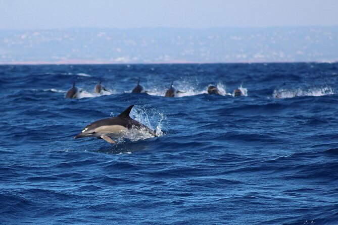 Dolphin-Watching in Marina de Lagos - FAQ