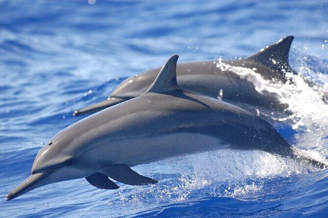 Dolphin Watching in Puerto Escondido - Authentic Encounters and Real Reviews