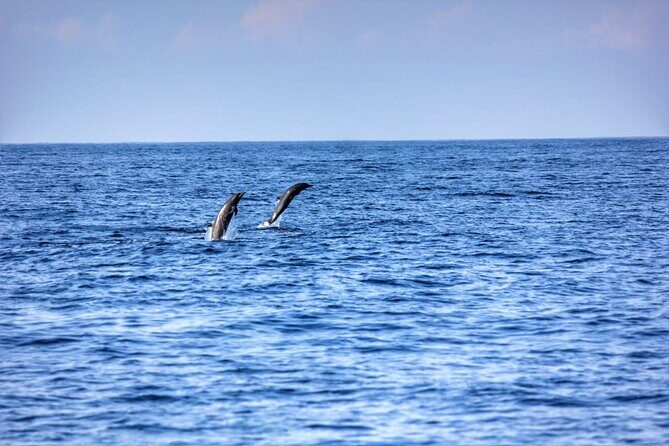 Dolphin Watching in Puerto Escondido - Who Will Love This Tour?
