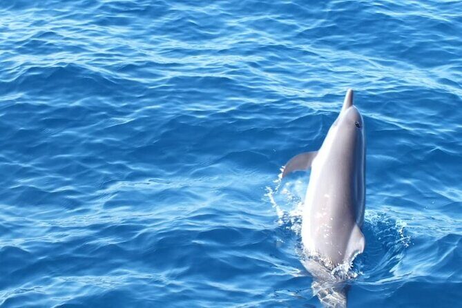 Dolphin Watching in Puerto Escondido - Final Thoughts