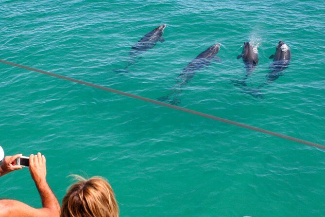 Dolphin Watching in the Wild - Half Day - Key Points