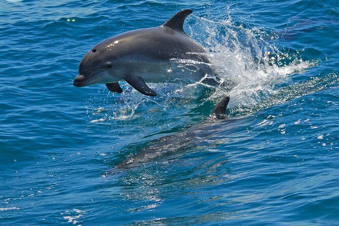 Dolphin Watching in the Wild - Half Day - Who Will Love This Tour?