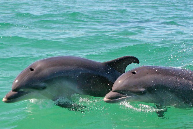 Dolphin Watching in the Wild - Half Day - FAQ