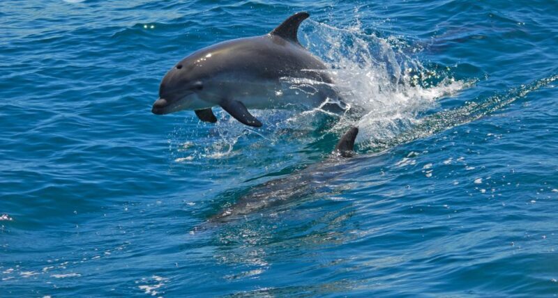 Dolphin Watching in the Wild - Half Day Tour - An In-Depth Look at the Tour Experience