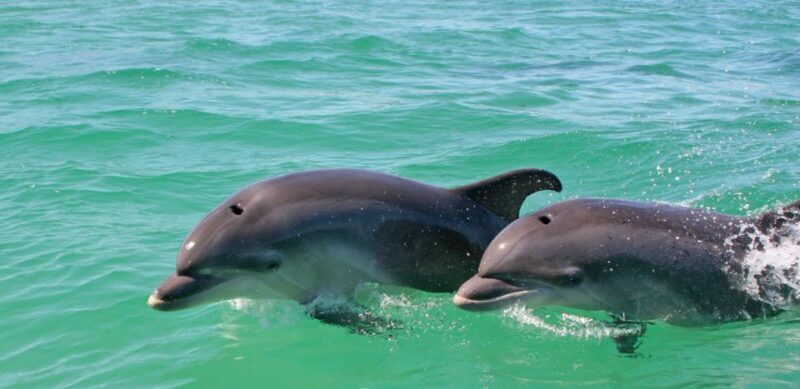 Dolphin Watching in the Wild - Half Day Tour - The Sum Up