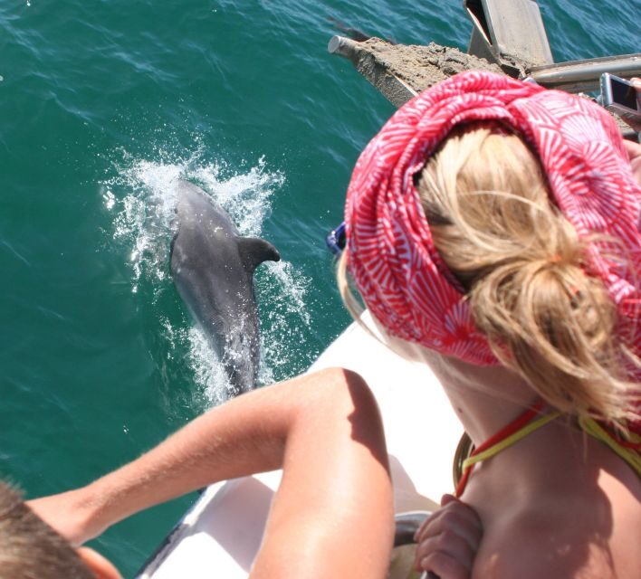 Dolphin Watching in the Wild - Half Day Tour - FAQ