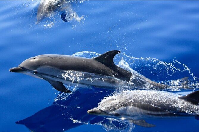Dolphin Watching Mini Cruise and Snorkeling from Lanzarote - An In-Depth Look at the Lanzarote Dolphin Watching & Snorkeling Tour
