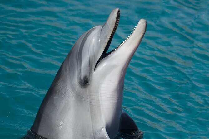 Dolphin Watching & Snorkeling in Key West with Sunset Dinner Cruise and Open Bar - Introduction