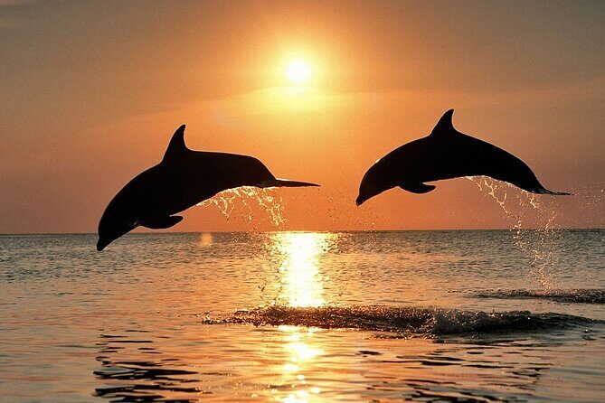 Dolphin Watching & Sunset Boat Tour With Dinner and Drinks - Dining and Drinks: A Culinary Highlight