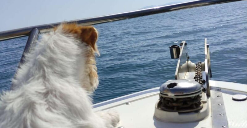 DOLPHIN WATCHING - Authentic Insights from Reviewers