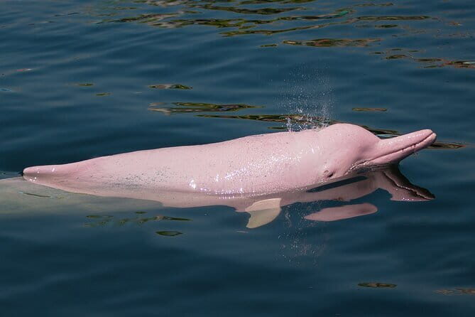 Dolphin Watching Tan and Pig Island Tour from Koh Samui - Dolphin Watching, Tan and Pig Island Tour from Koh Samui