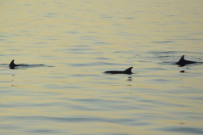 Dolphin Watching Tour  85% Chance  Drinks & Dinner Included - Authentic Guest Perspectives