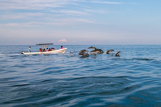 Dolphin Watching Tour - A Detailed Look at the Dolphin Watching Experience