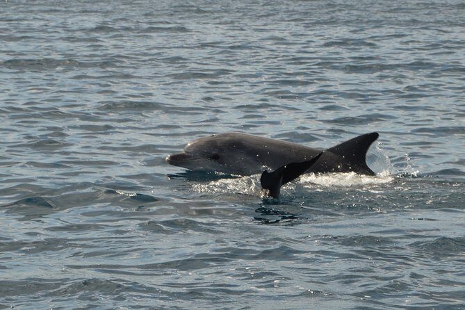 Dolphin Watching Tour - from Golfo Aranci - An in-depth look at the tour experience