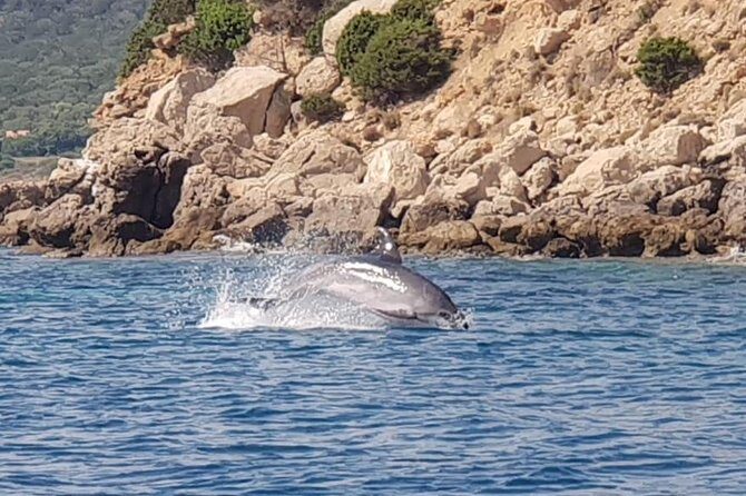 Dolphin Watching Tour - from Golfo Aranci - Final thoughts