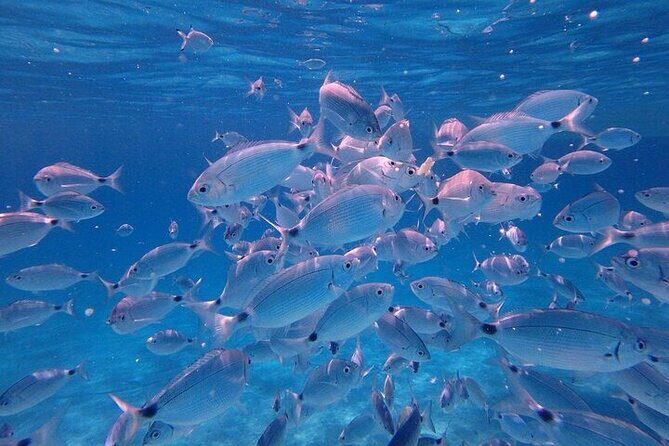 Dolphin Watching Tour with Snorkeling from Olbia - Why the value is outstanding