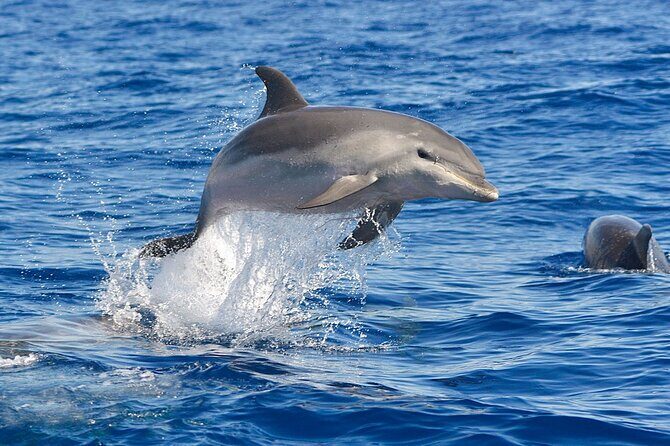 Dolphin Watching Tour with Snorkeling from Olbia - Final thoughts