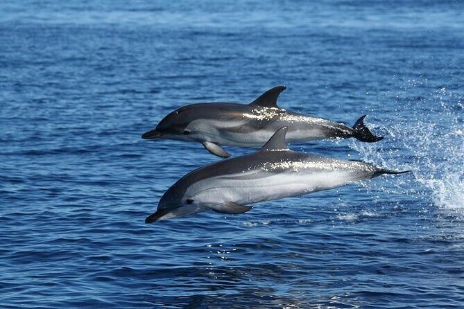 Dolphin Watching Tour with Snorkeling from Olbia - FAQ