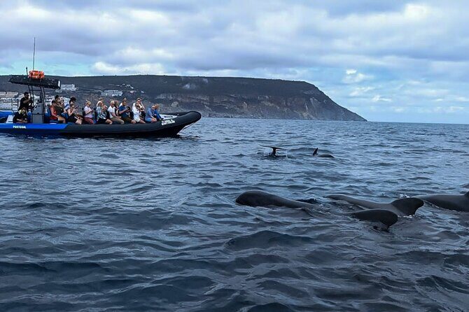 Dolphin Watching with Biologist in Arrábida Natural Park - An In-Depth Look at the Experience