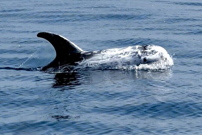 Dolphin Watching with Biologist in Arrábida Natural Park - Final Thoughts