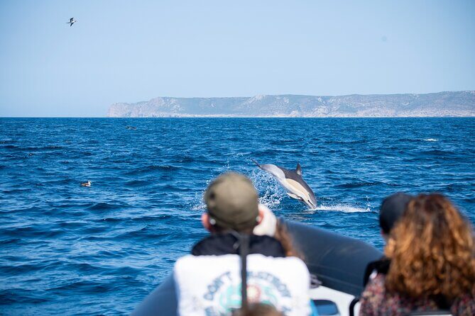 Dolphin Watching with Biologist in Arrábida Natural Park - Frequently Asked Questions