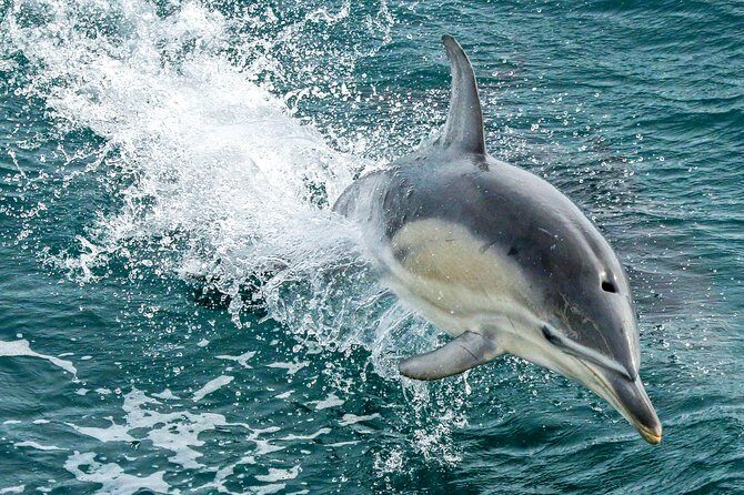 Dolphin & Whale Cruise - Exploring Phillip Island from the Water: An Authentic Marine Experience