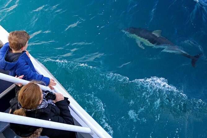 Dolphin & Whale Cruise - Authentic Experiences and Authentic Review Highlights