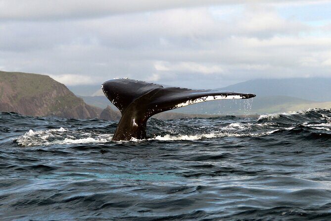 Dolphin & Whale Watching (4hrs) + Blasket Island Landing (3hrs) - A Detailed Look at the Tour Experience