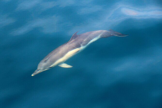 Dolphin & Whale Watching (4hrs) + Blasket Island Landing (3hrs) - Who Would Love This Tour?