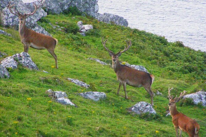 Dolphin & Whale Watching (4hrs) + Blasket Island Landing (3hrs) - FAQs
