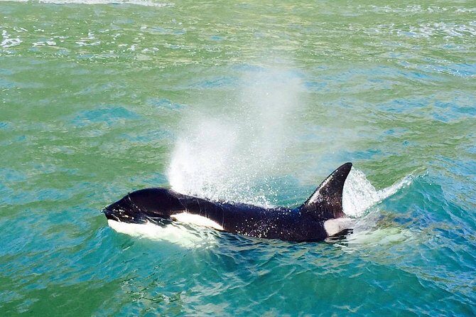 Dolphin & Wildlife Encounters - Discover the Magic of Dolphin & Wildlife Encounters in Tauranga