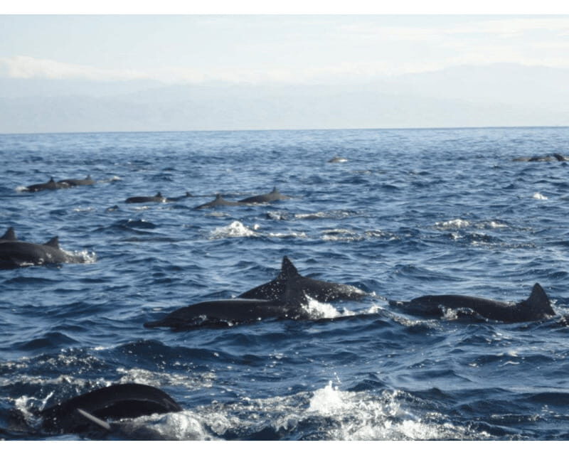Dolphins and whales watching in Puerto Escondido. - Pointers for a Smooth Experience