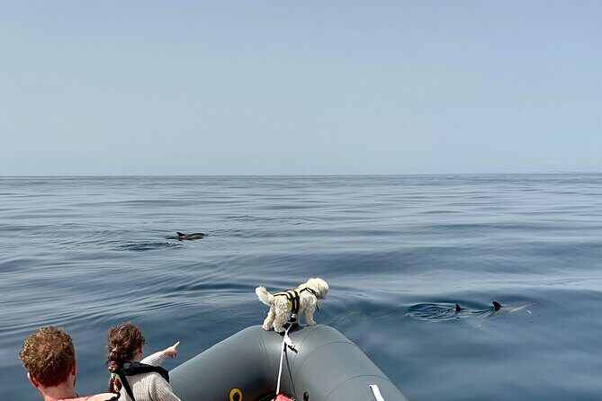 Dolphins & Benagil Caves with Biologist guide - Final Thoughts