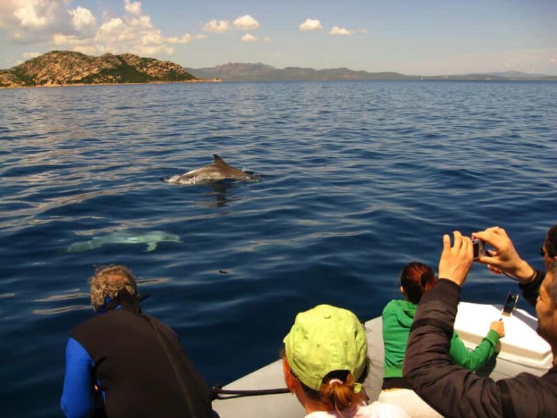 Dolphins: Dolphin Watching Tour and Capo Figari by Raft - In-Depth Review of the Tour Experience