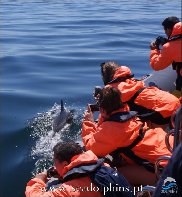 Dolphins Watching - Portimão - Why Choose This Tour?