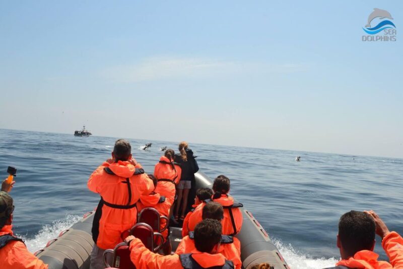 Dolphins Watching - Portimão - Who Is This Tour Best For?